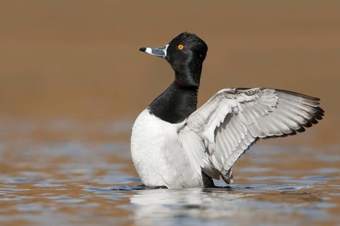Ring-necked Duck (Aythya collaris) male, British Columbia, Canada