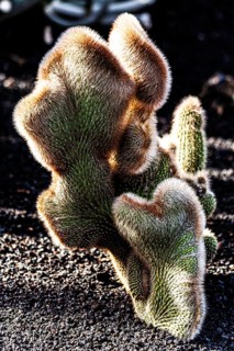 Cleistocactus hyalacanthus Cristata, Jardin de Cactus with more than 10000 cacti by Cesar Manrique,