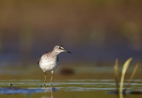 Wood Sandpiper (Tringa glareola), Mecklenburg-Western Pomerania, Germany