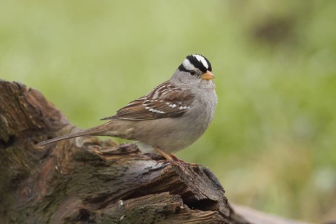 An adult White-crowned Sparrow (Zonotrichia leucophyrs) in winter habitat in Sacramento County