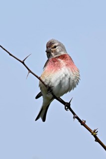 Common linnet (Linaria cannabina), male sitting on a branch, Texel, West Frisian Island, province