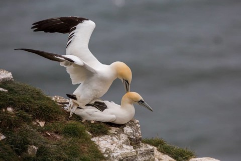 Northern Gannet (Morus bassanus) pair mating, East Yorkshire, United Kingdom