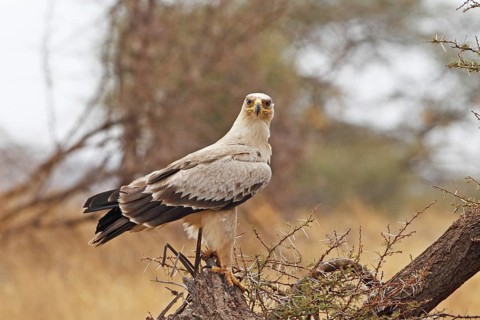 Tawny Eagle (Aquila rapax) juvenile, Samburu, Kenya