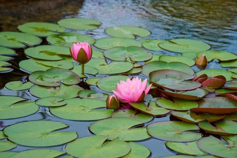 A pond with lily pads and pink flowers floating on the water surface, Germany