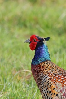 Pheasant, hunting pheasant (Phasianus colchicus), adult male bird in a meadow, animal portrait,