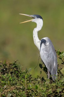 Cocoi Heron (Ardea cocoi) in the Pantanal region of Brazil