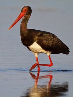 Black Stork (Ciconia nigra) foraging, Greece