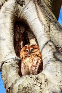 Tawny Owl (Strix aluco) sleeping in tree hole, Netherlands