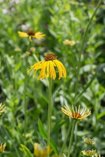 Yellow coneflower (Echinacea paradoxa),  Germany