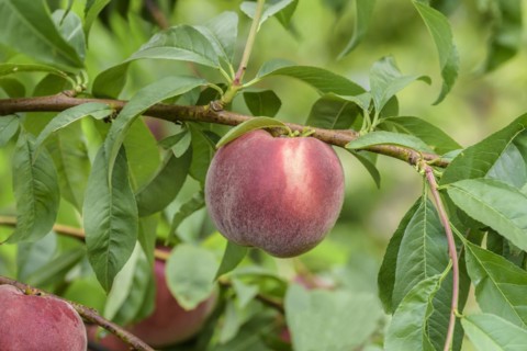 Peach (Prunus persica 'Helene'), Baum- und Rebschule Schreiber KG, Poysdorf, Lower Austria, Austria