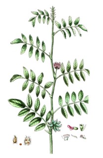 Glycyrrhiza echinata, liquorice, digital reproduction of a historical original, between 1790 and