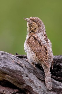 Eurasian Wryneck (Jynx torquilla), Saxony-Anhalt, Germany