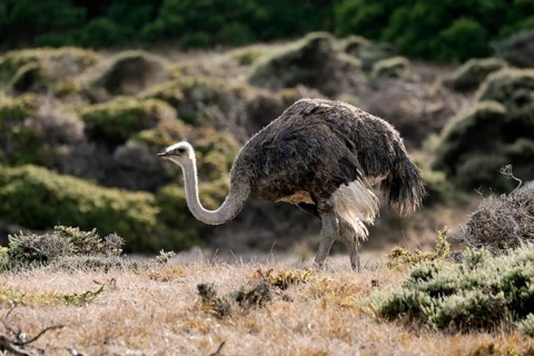 South African ostrich (Struthio camelus australis), adult, female, foraging, alert, Cape of Good