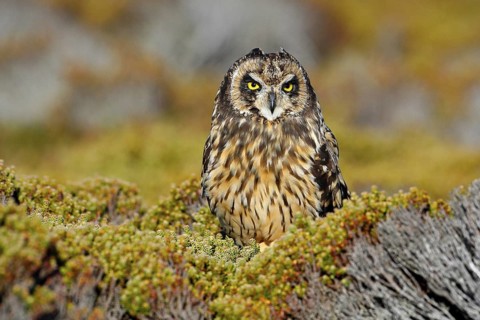 Short-eared Owl, Asio flammeus sanfordi, rare endemic bird from Sea Lion Island, Fakland Islands,