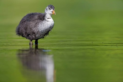 Eurasian Coot, Eurasian Coot, Common Coot, Fulica atra, Foulque macroule, Focha Común,