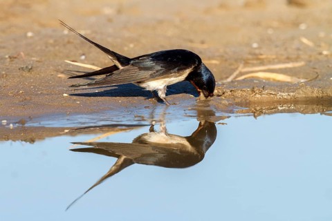 Barn Swallow (Hirundo rustica) looking for nesting material, Andalusia, Spain