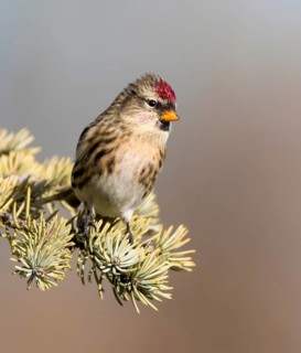 Common Redpoll, Acanthis flammea, perches on a spruce tree, in Saskatchewan, Canada