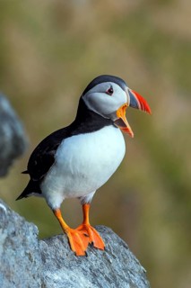 Atlantic Puffin (Fratercula arctica) Atlantic Puffin