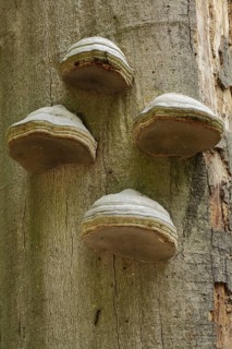 Tinder fungus (Fomes fomentarius) on a tree trunk, four, Büchelberg, Bienwald,