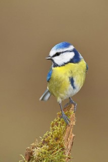 Blue tit (Parus caeruleus), sitting on moss-covered dead wood, Wilnsdorf, North Rhine-Westphalia,