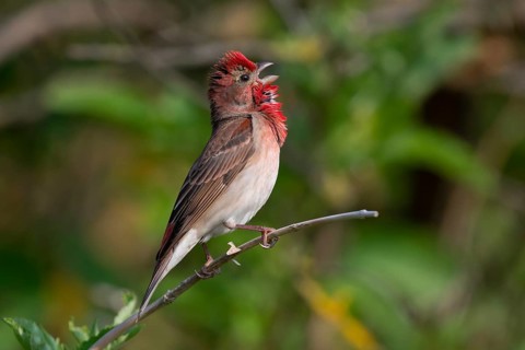Common Rosefinch (Carpodacus erythrinus) male singing, Mecklenburg-Western Pomerania, Germany