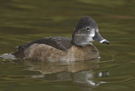 Ring-necked Duck (Aythya collaris) female, Arizona, USA