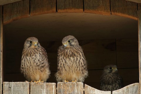 Common Kestrel (Falco tinnunculus) juvenile, Lower Saxony, Germany