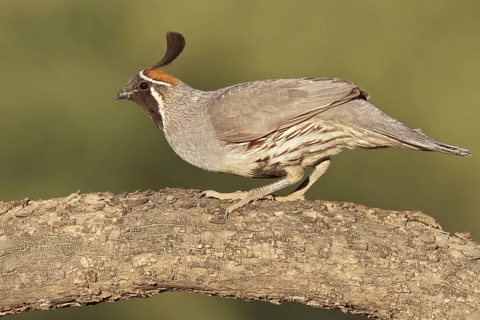 Gambel's Quail (Callipepla gambelii) perched on a branch in southern Arizona, USA