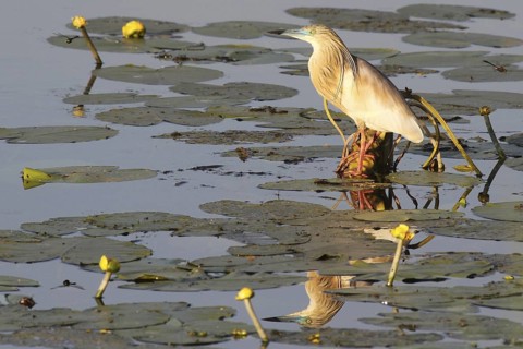 Squacco Heron (Ardeola ralloides), Aargau, Switzerland