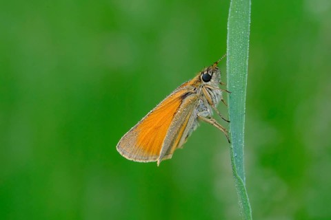 Black-headed brown butterfly, Thymelicus lineola, class Insecta, order Lepidoptera, family