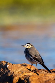 White Wagtail (Motacilla alba), Castile-La Mancha, Spain