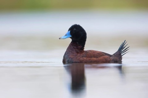Blue-billed Duck (Oxyura australis) male, Victoria, Australia