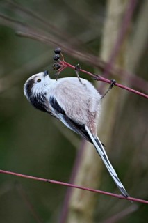 Long-tailed Tit (Aegithalos caudatus), eating fruit, Switzerland