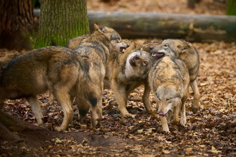 Wolf pack in the forest showing communicative behaviour on leafy ground, wolf (Canis lupus),