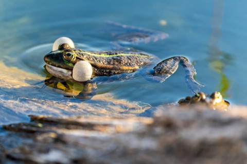 Water frog (Rana esculante), France