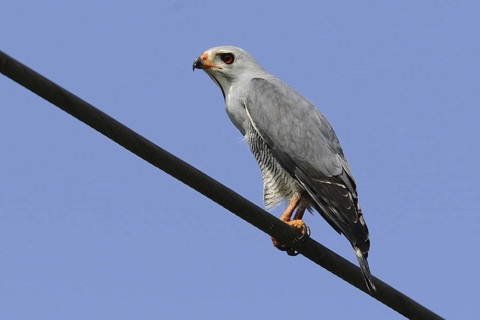 Lizard Buzzard (Kaupifalco monogrammicus), Mida Creek, Kenya