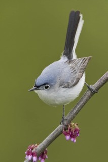 Blue-grey Gnatcatcher (Polioptila caerulea), Ontario, Canada