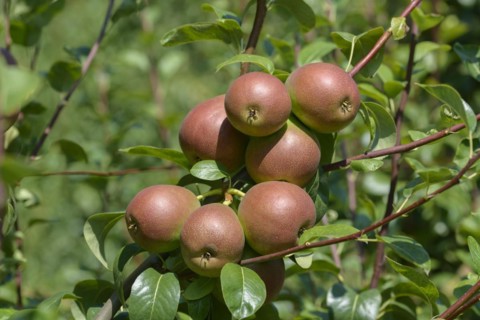 Pear (Pyrus communis 'Nordhäuser Winterforelle'), Bundessortenamt Prüfstelle Wurzen, Wurzen,