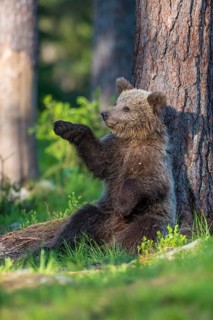 Eurasian Brown Bear (Ursus arctos) cub resting on forest floor leaning against tree, Finland