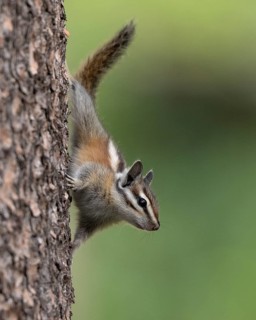 A Lodgepole Chipmunk clinging to the trunk of a conifer in El Dorado National Forest, California