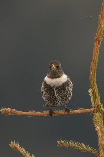 Ring Ouzel (Turdus torquatus) male, Bavaria, Germany
