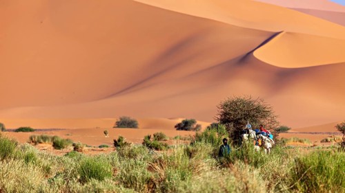 People with camels in a desert landscape with high sand dunes and scattered vegetation, Tuareg with
