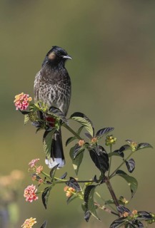 Red-vented Bulbul (Pycnonotus cafer), Uttarakhand, India