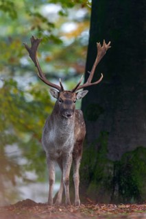 Thanks to good camouflage, the fallow deer (Dama dama) takes no notice of me, rut, mating season,