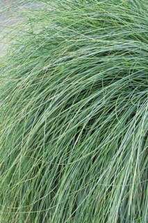 Blue fescue (Festuca glauca 'Festina'),  Germany