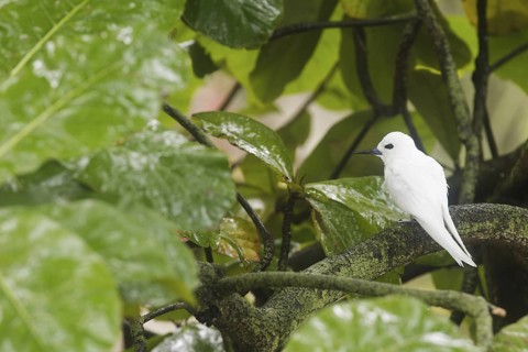 White Tern (Gygis alba), Hawaii, USA