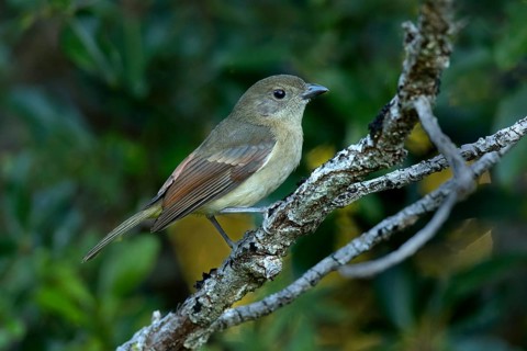 Australian Golden Whistler (Pachycephala pectoralis xanthoprocta) perched on a branch, Norfolk