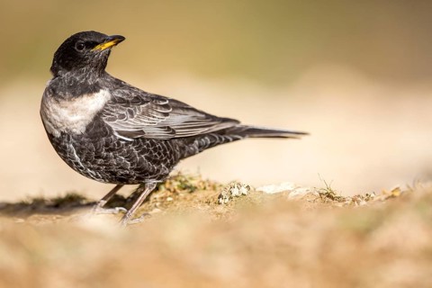 Ring Ouzel (Turdus torquatus) male, Aragon, Spain
