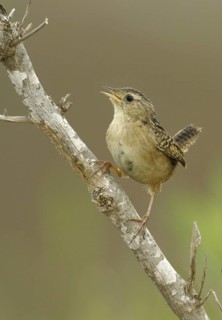 Sedge Wren (Cistothorus platensis), Texas, USA