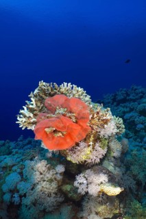 Spanish dancer spawn (Hexabranchus sanguineus)